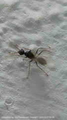 Formicinae