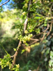 Trichilia havanensis