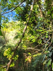 Trichilia havanensis