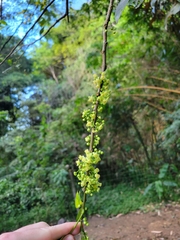 Trichilia havanensis