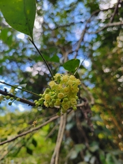 Trichilia havanensis