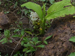 Curcuma inodora