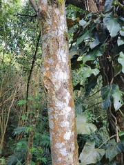 Trichilia havanensis