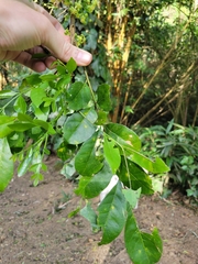 Trichilia havanensis