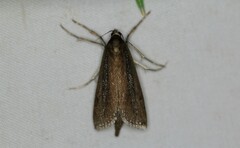 Carectocultus perstrialis