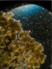 Campanella