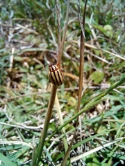 Kuschelina nigrovittata