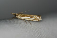 Crambus bidens