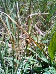 Kuschelina nigrovittata