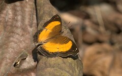 Junonia terea terea