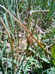 Kuschelina nigrovittata