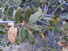 Quercus arizonica