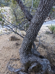 Quercus arizonica