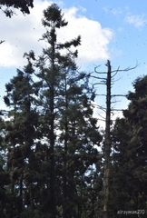 Abies religiosa