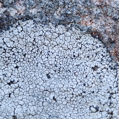 Lecanora oreinoides
