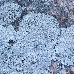 Lecanora oreinoides