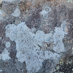 Lecanora oreinoides