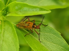 Coreoidea