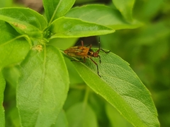 Coreoidea