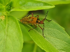 Coreoidea