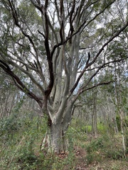 Corymbia maculata