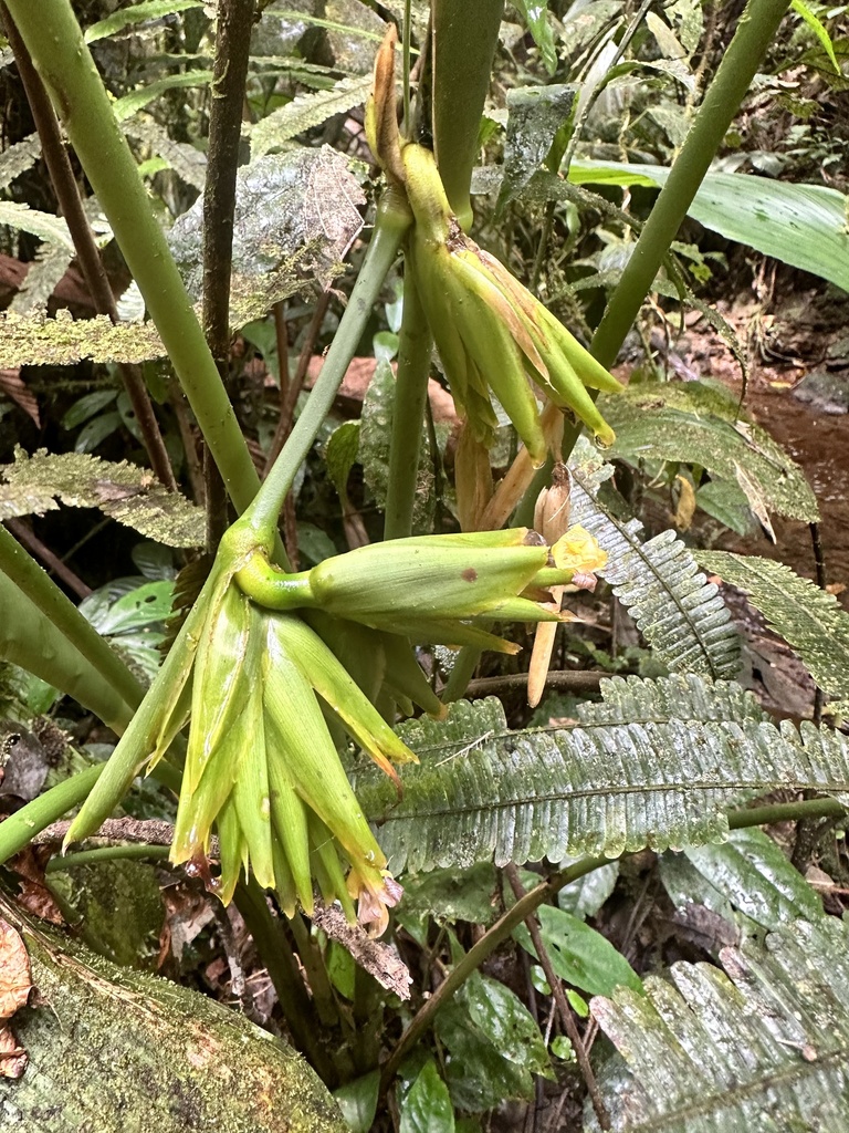 Calathea anderssonii