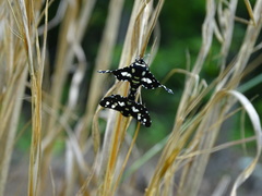 Pseudothyris sepulchralis