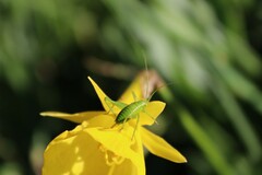 Odontura glabricauda