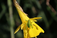 Odontura glabricauda