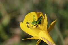 Odontura glabricauda