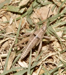 Sphenarium