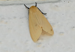 Pareuchaetes insulata