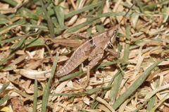 Sphenarium