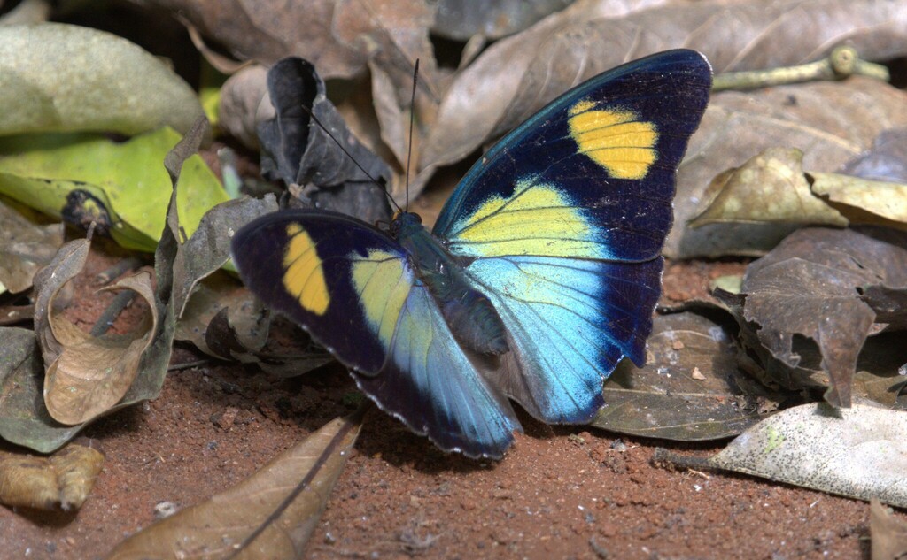 Splendid Themis Forester