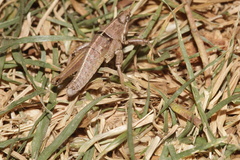 Sphenarium