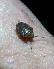 Dryadocoris apicalis