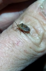 Dryadocoris apicalis