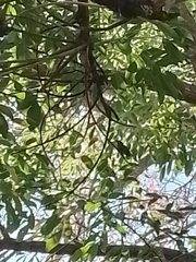 Chlorostilbon lucidus