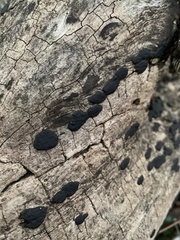 Biscogniauxia nummularia