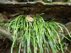 Haplopteris anguste-elongata