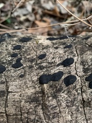 Biscogniauxia nummularia