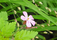 Geranium robertianum