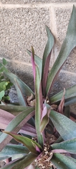 Tradescantia spathacea