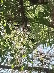 Chlorostilbon lucidus