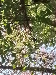 Chlorostilbon lucidus