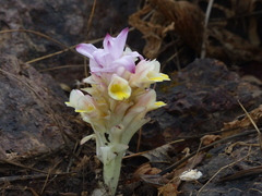 Curcuma inodora