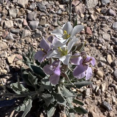Nerisyrenia camporum