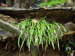 Haplopteris anguste-elongata