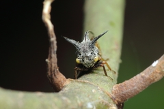 Telingana formosanus