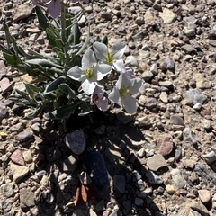 Nerisyrenia camporum